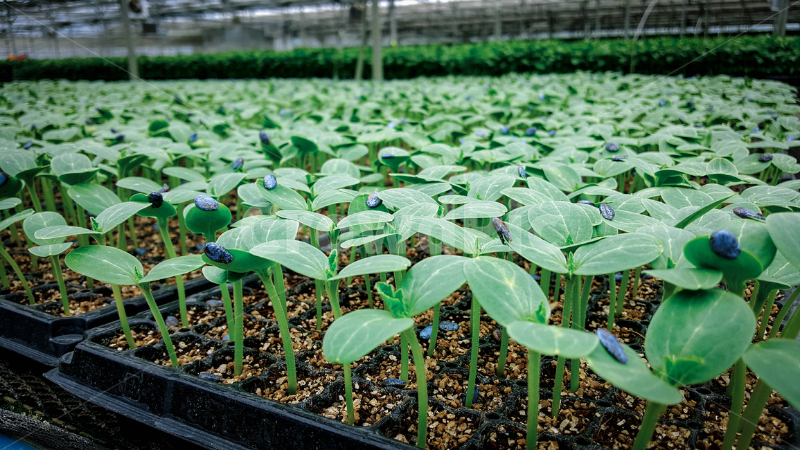 묘종,육묘장,새싹,씨드,seeds,성장,growing,green,초록,어린잎,식물,plant,대목,식물,자연,plants,nature