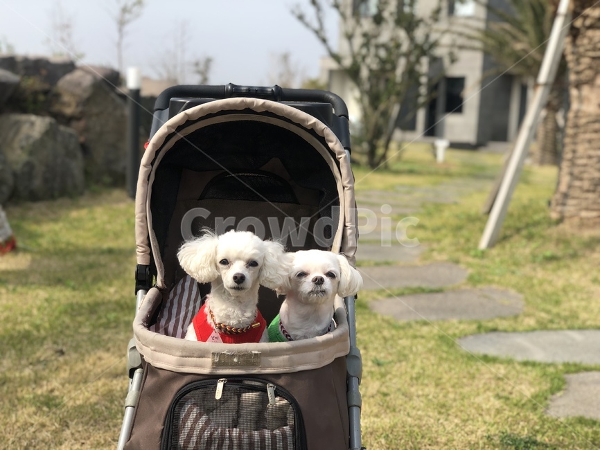 반려견,반려동물,강아지,개,애완견,애완동물,애견,per,dog,puppy,동물,animal,포유류,mammal,개,강아지,dog,doggy