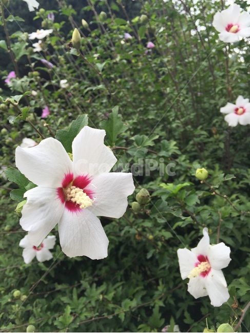 꽃,무궁화,감성,풍경,하얀꽃,식물,자연,plants,nature,꽃,flower