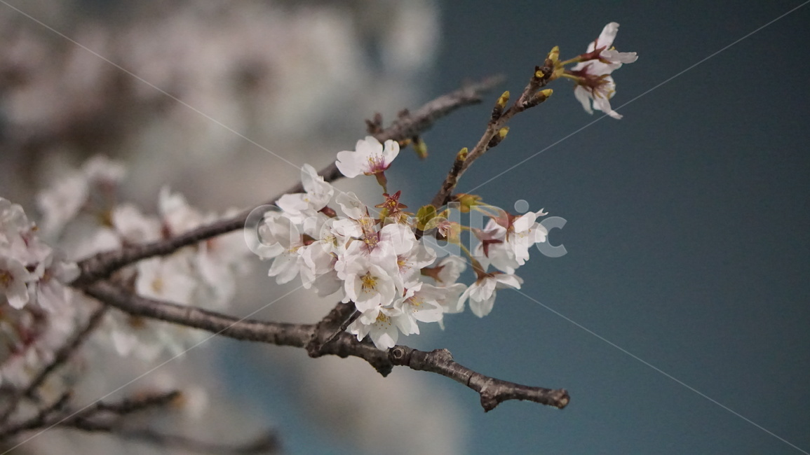 벚꽃,cherryblossom,봄,꽃,꽃나무,봄,계절,spring,season,식물,자연,plants,nature,꽃,flower,plant,blossom