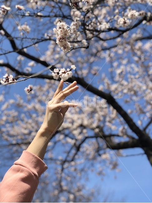 벚꽃,벚꽃놀이,봄,봄놀이,산책,꽃,blossom