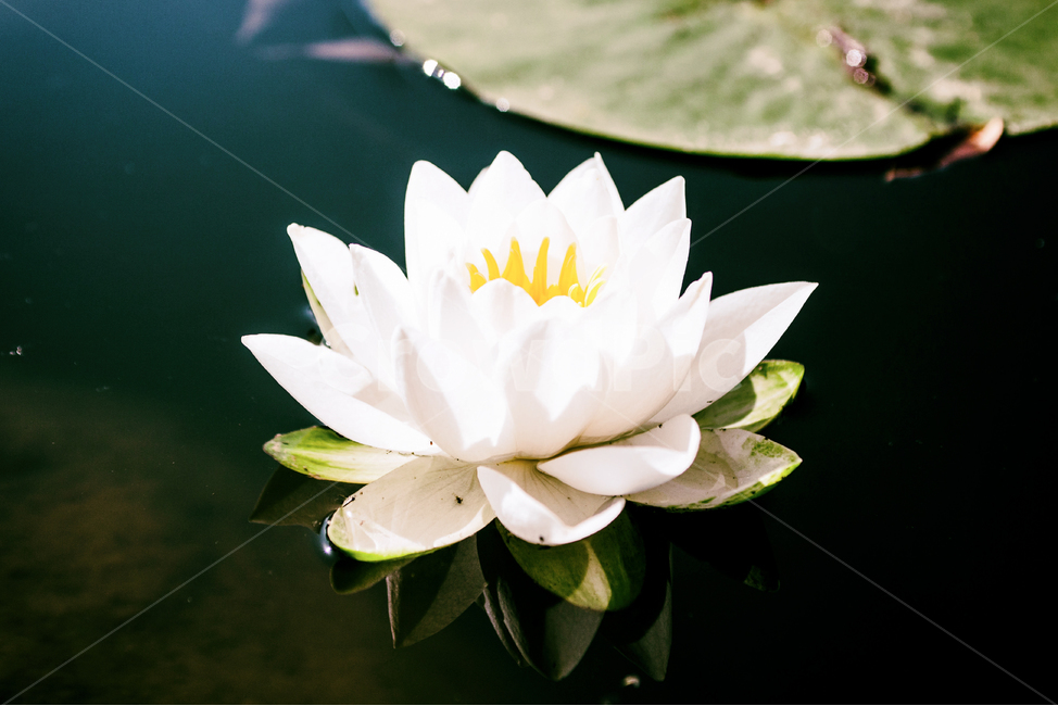 꽃,여름,여름꽃,식물,자연,flowers,summer,summerflowers,plant,정물,연못,물,연꽃,nature,water,lotus,pond,여름,계절,summer,season,식물,자연,plants,nature,꽃,flower,lily,백합,blossom