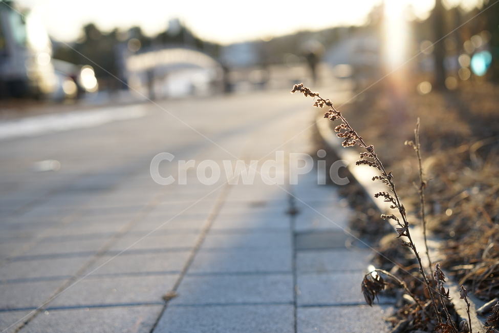 풍경사진,풍경,일상,거리,길,나무,계절,잎,느낌,감성,감성사진,일상사진,식물,자연,실루엣,바람,날씨,봄,봄,계절,spring,season,식물,자연,plants,nature,grass,잔디,plant