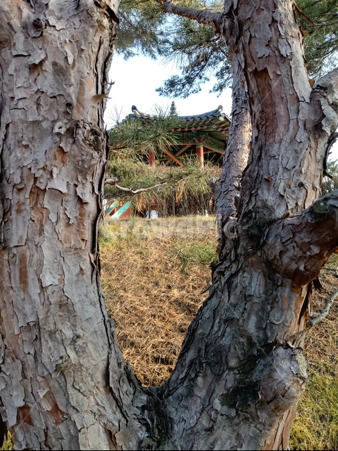 나무,식물,plant,tree,treetrunk,나무줄기,자연,큰나무,사찰,절,적송,소나무,식물,자연,plants,nature,나무,trees,wood