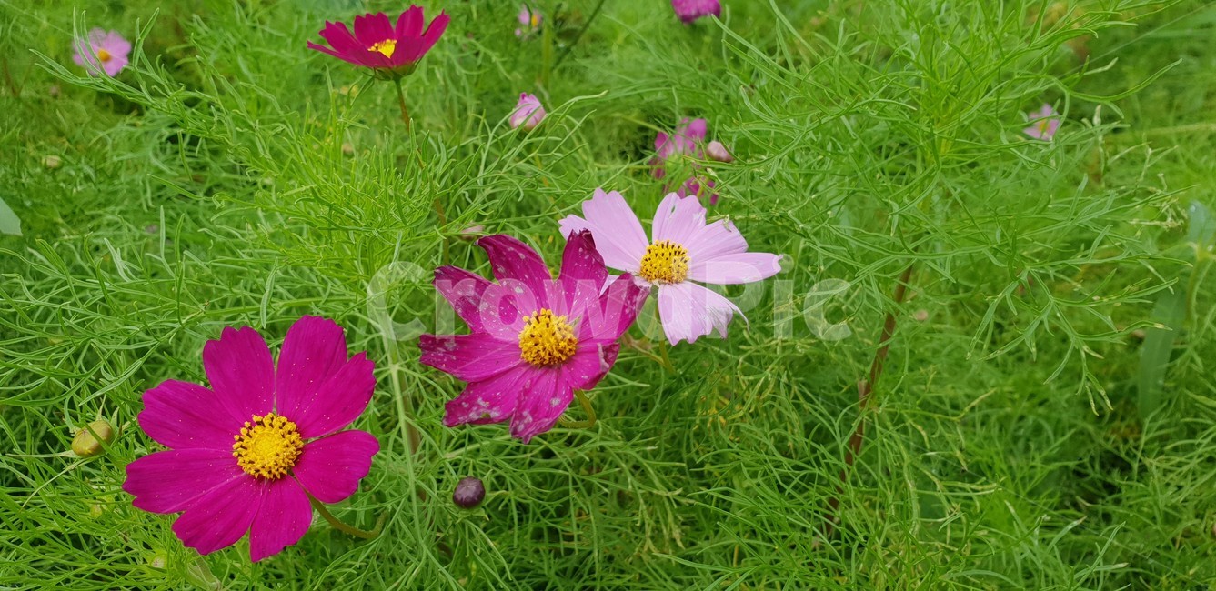 plant,식물,flower,꽃,코스모스,가을,식물,자연,plants,nature,꽃,flower