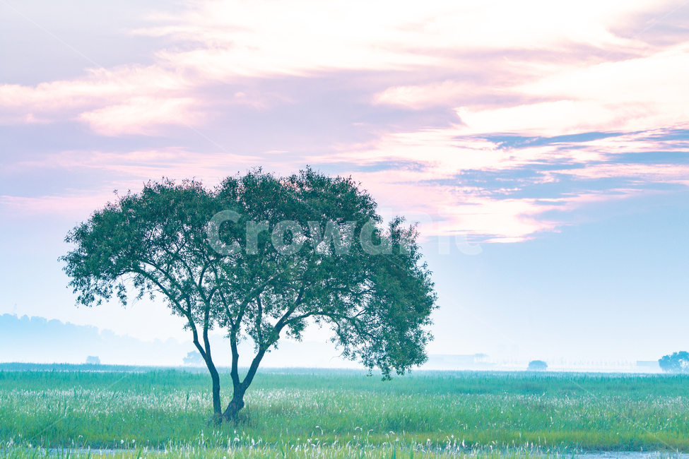 나홀로나무,tree,나무,plant,식물,식물,자연,plants,nature,나무,trees,wood