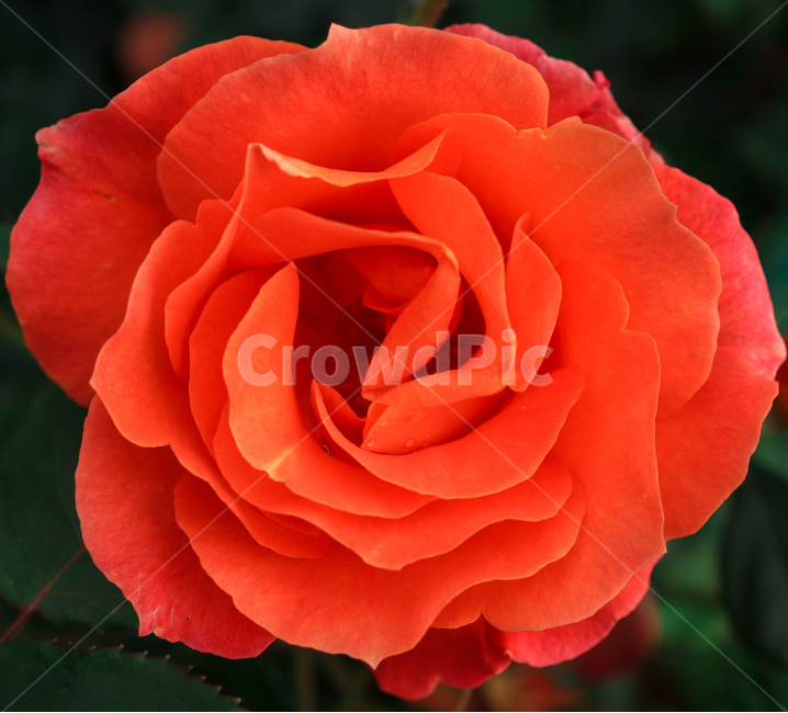 꽃,장미,rose,redrose,붉은장미,장미꽃,꽃잎,야생식물,야생화,wildflower,wildplant,꽃말,symbolism,petal,flower
