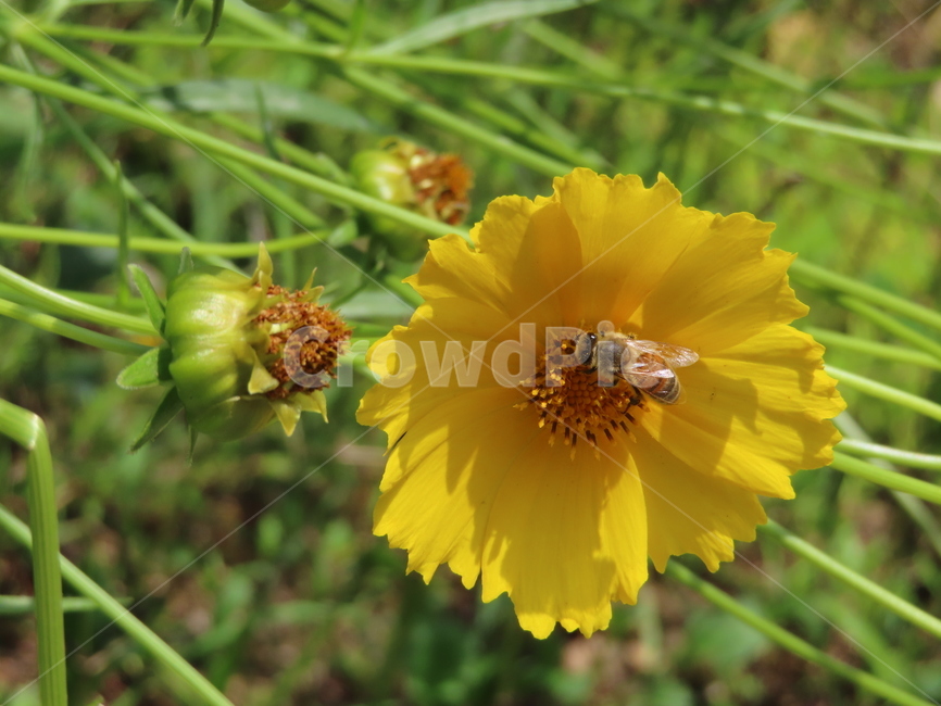노란색,노란꽃,꿀벌,아름다움,식물,벌레,날벌레,공원,yellow,yellowflowers,honeybees,beauty,plants,bugs,flyingworms,parks