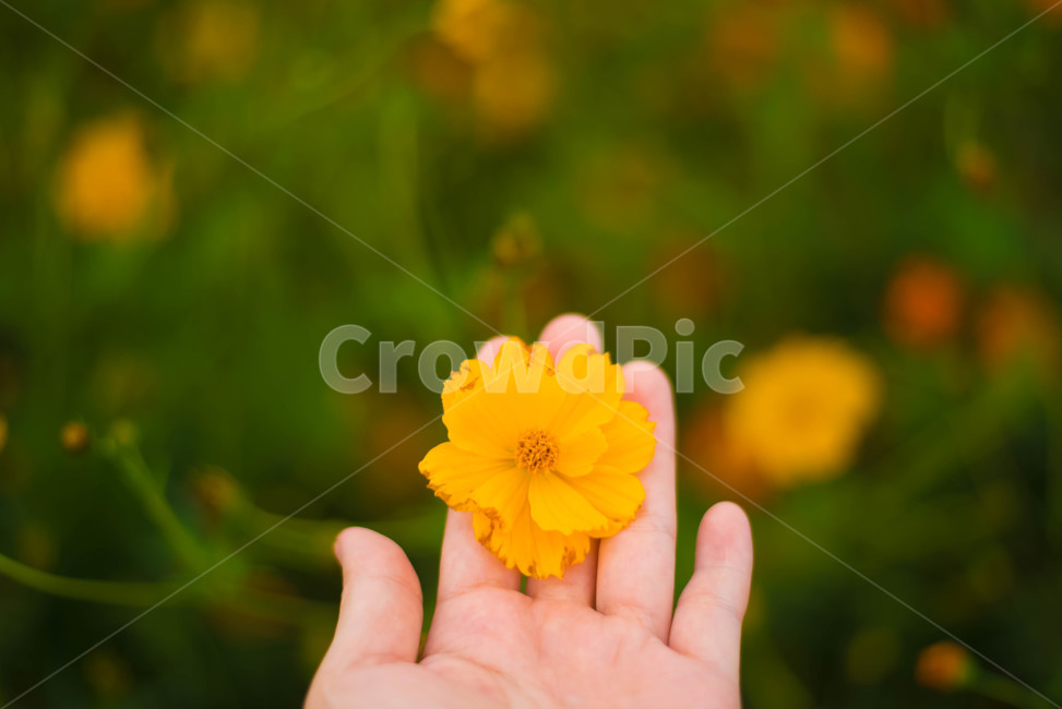 황하코스모스,코스모스,경주,감성컷,손위에꽃,가을,계절,fall,autumn,season,꽃,flower,감성,sensible,feeling