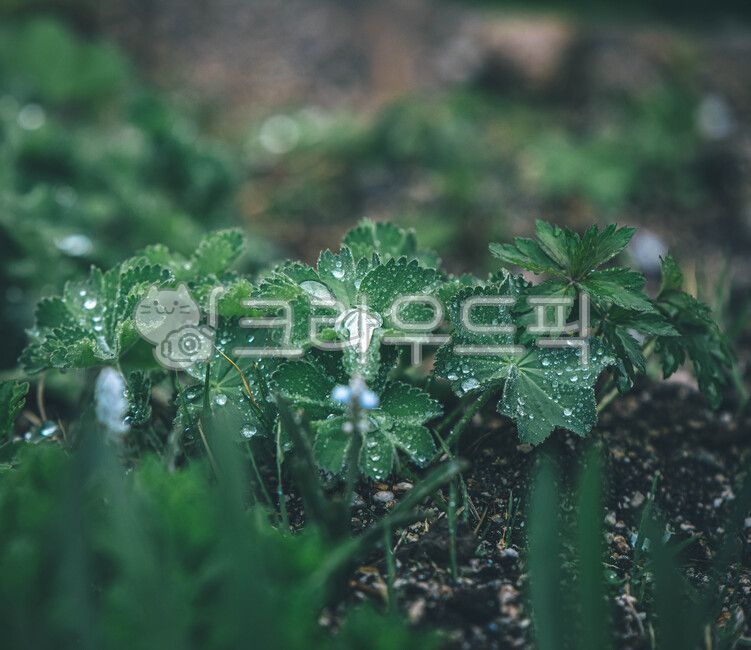 꽃,꽃물방울,잎물방울,물방울,잎,식물,작은물방울,식물,자연,plants,nature