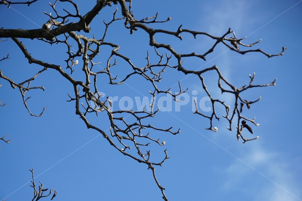겨울,나뭇가지,나무,하늘,감성,겨울,계절,winter,season,식물,자연,plants,nature,나무,trees,wood