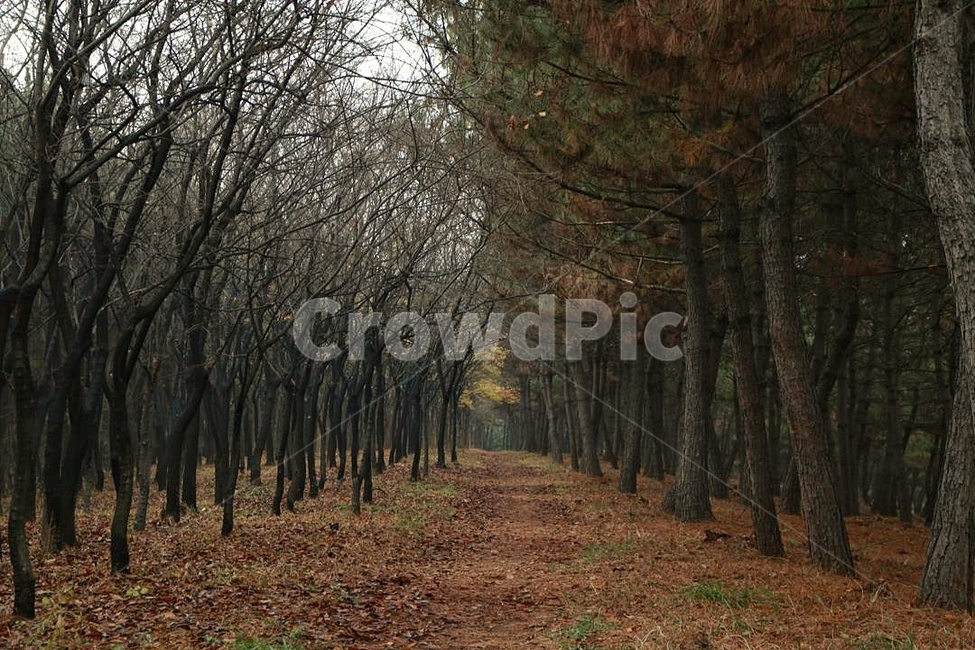 고요함,숲길,어두움,가을,쓸쓸함,가을,계절,fall,autumn,season,자연,풍경,nature,landscape,plant,식물,tree,나무,tree trunk,나무 줄기