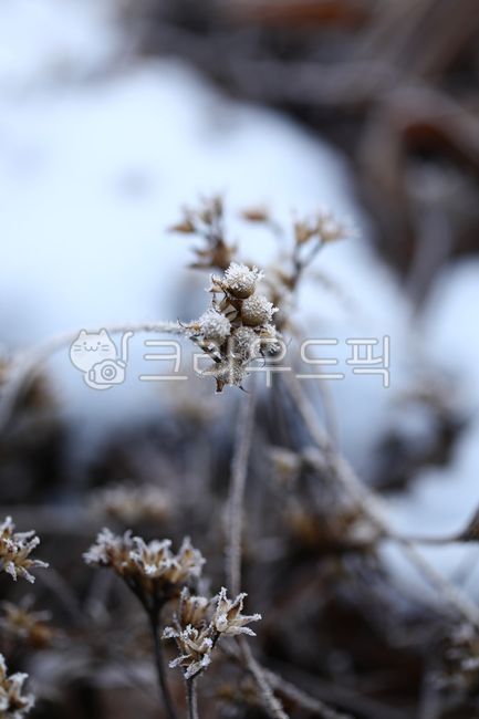 겨울,봄소식,눈꽃,겨우살이,동장군,설한,봄,자연,얼음,서리,snow,ice,winter,12월,엄동설한,새싹