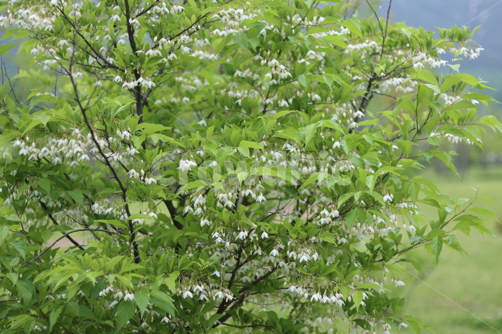 때죽나무꽃,흰색,꽃봉오리,봄,낮,봄,계절,spring,season,식물,자연,plants,nature,꽃,flower,tree,나무,plant
