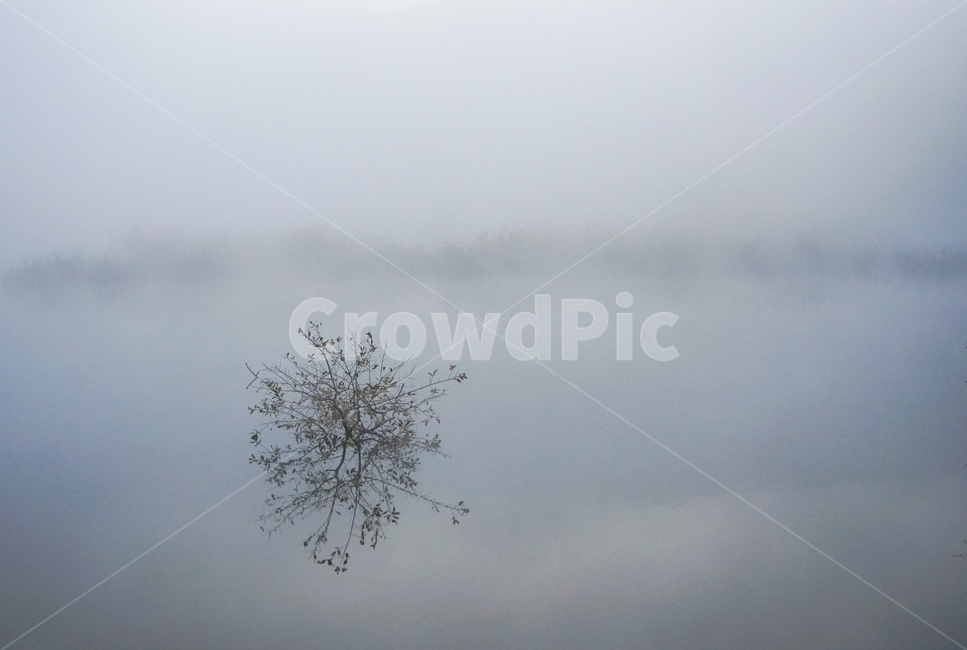 호수,안개,저수지,나무,물안개,식물,자연,풍경,여명,새벽,자연,풍경,nature,landscape,weather,날씨,outdoors,옥외