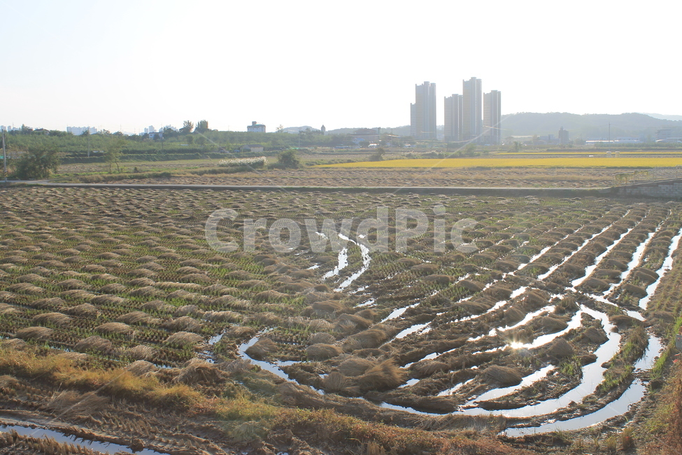 자연,논,추수,가을,가을추수,볏단,볏짚,nature,harvest,ricesheaf,sheafofrice,ricefield,ricepaddy,autumn,fall,가을,계절,fall,autumn,season,농업,농사,agriculture,farming,farming industry,soil,흙,outdoors,옥외