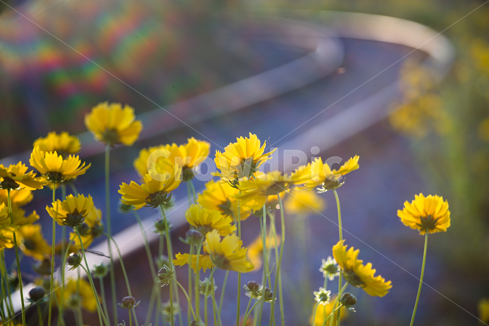 꽃,철길,야생화,저녁빛,레일,자연,들꽃,식물,자연,plants,nature,꽃,flower