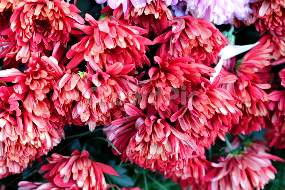 국화,꽃,국화꽃,식물,자연,가을,빨간색꽃,붉은색국화,식물,자연,plants,nature,꽃,flower