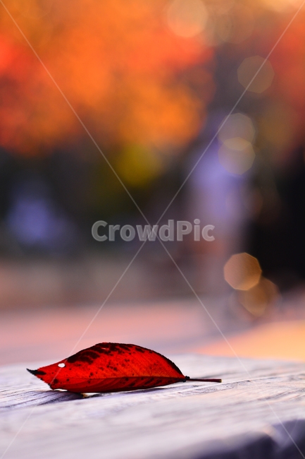 낙엽,가을,마지막잎새,가을잎,단풍,단풍잎,식물,나뭇잎,10월,11월,계절,시즌,가을분위기,가을느낌,배경,바탕,백그라운드,감성,분위기,필,느낌,아쉬움,미련,가을날,가을오후,늦가을,보케,빛망울,fall,season,autumn,sensible,emotion,feeling,가을,계절,fall,autumn,season