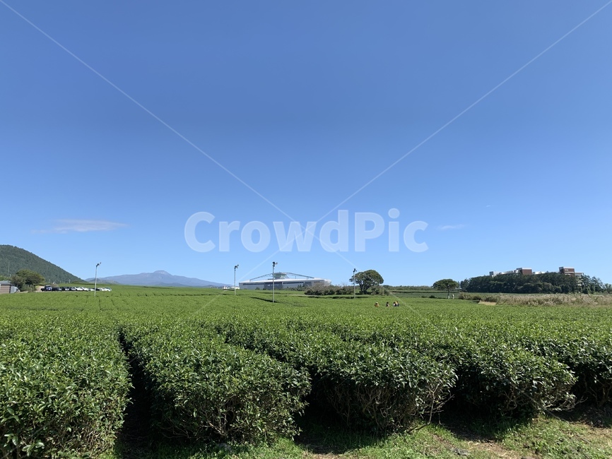 녹차밭,초록색,파랑색,하늘,밭,녹차,농업,농사,agriculture,farming,farming industry