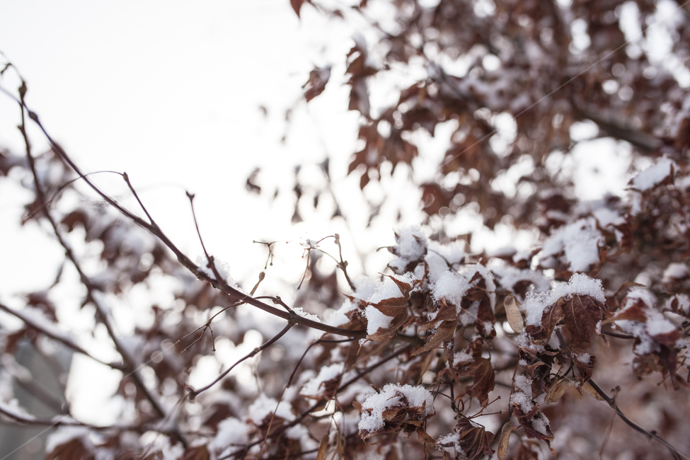 겨울,눈,나무,나뭇잎,나뭇가지,tree,winter,snow,겨울,계절,winter,season,식물,자연,plants,nature