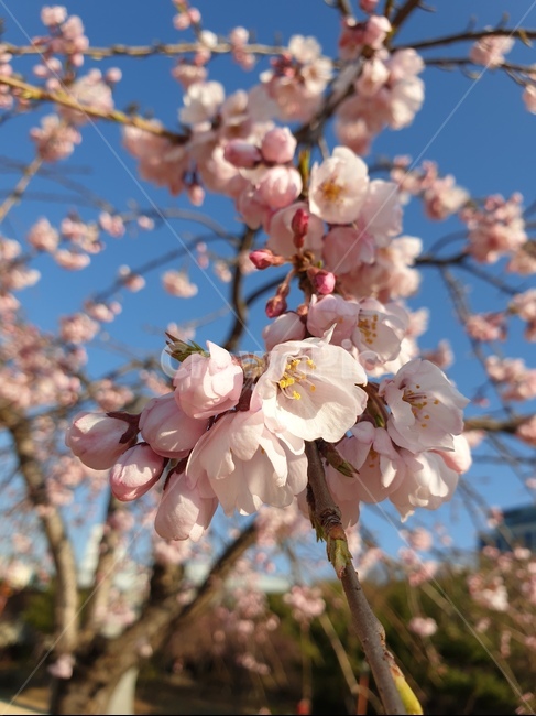 벚꽃,수양벚꽃,보라매공원,꽃구경,맑은날씨,봄,계절,spring,season,식물,자연,plants,nature,꽃,flower,plant,blossom