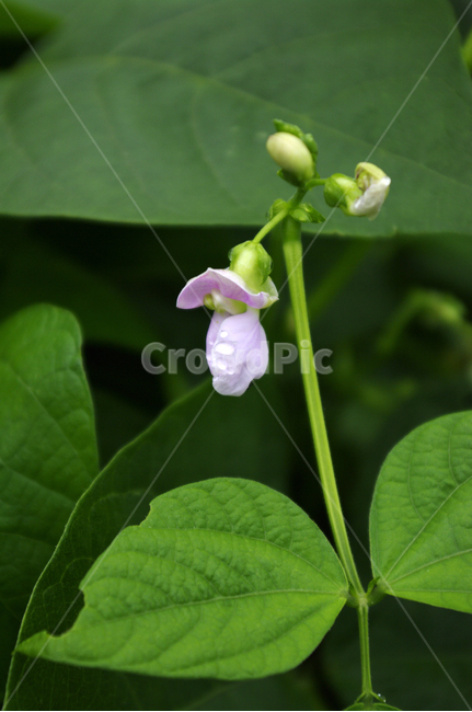 콩꽃,꽃,식물,flower,plant,식물,자연,plants,nature,꽃,flower