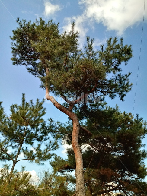 하늘,파란하늘,자연,옥외,구름,cloud,sky,nature,outdoor,소나무,나무줄기,솔잎