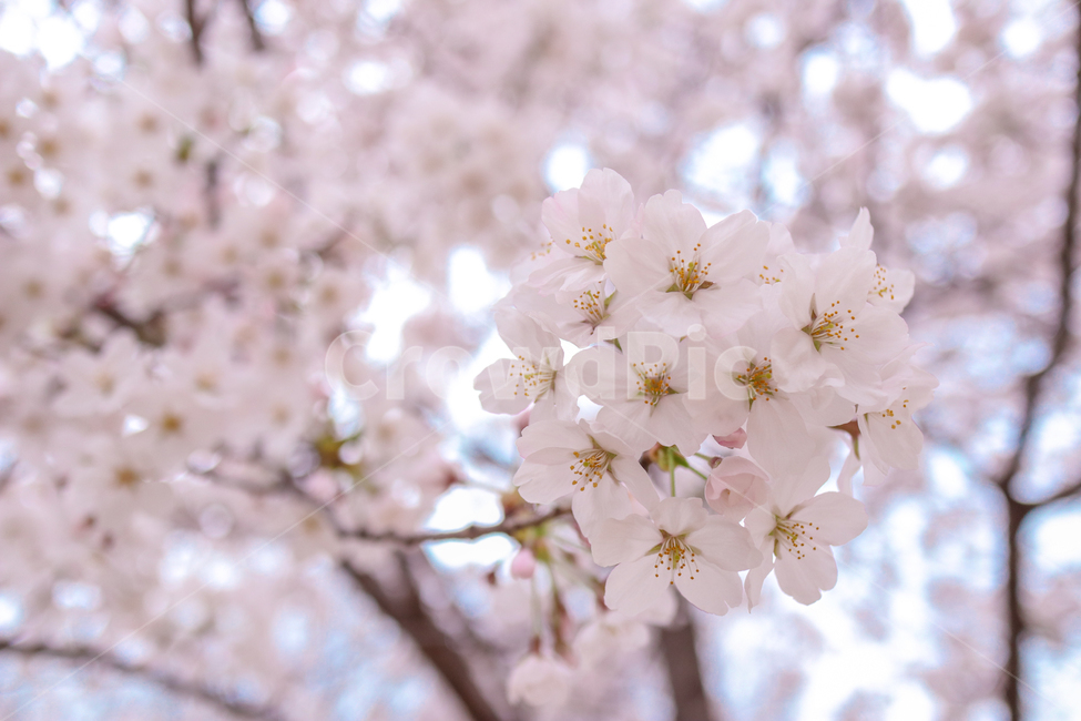 벚꽃,봄,핑크,꽃,식물,나무,벚꽃나무,꽃놀이,계절,season,wood,plant,nature,자연,landscape,flower,flowers,pink,spring,blossom,sherryblossom,하늘,봄,계절,spring,season,식물,자연,plants,nature,꽃,flower,cherry blossom
