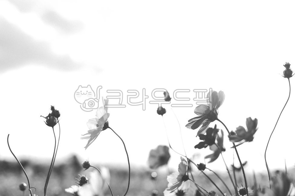 흑백사진,흑백,코스모스,꽃,역광,plant,식물,flower,petal,꽃잎,blossom