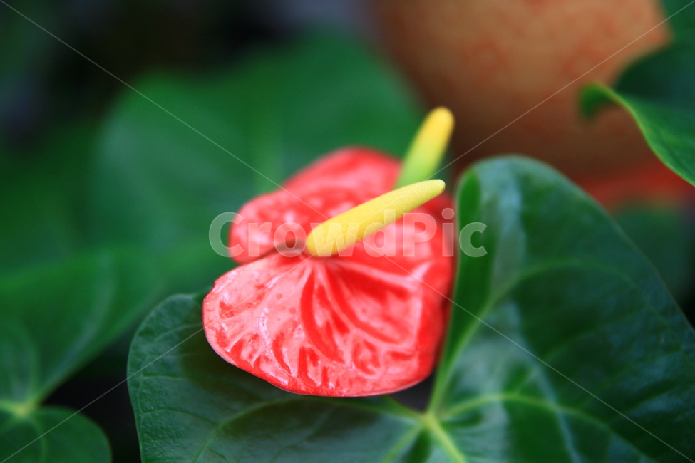 식물,꽃,flower,국화,anthurium,blossom,plant,화분,식물,자연,plants,nature,꽃,flower