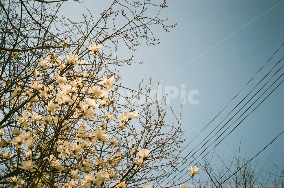 필름사진,꽃,나무,하늘,자연,봄,계절,spring,season,식물,자연,plants,nature,꽃,flower