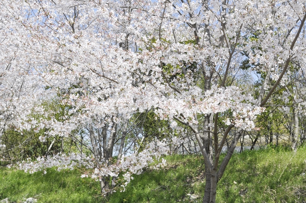 봄꽃,꽃,식물,벚꽃,꽃나무,봄,계절,spring,season,plant