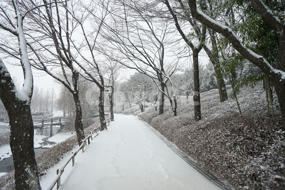 겨울,눈,흰눈,설경,풍경,나무,계절,호수공원,nature,자연,outdoors,옥외