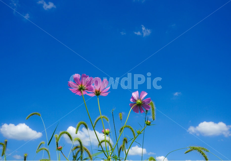 코스모스,꽃,가을,하늘,식물,구름,가을,계절,fall,autumn,season,식물,자연,plants,nature,꽃,flower,plant
