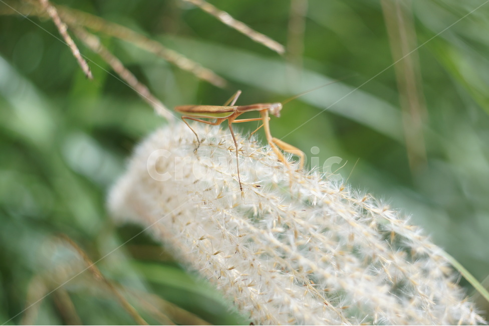 억새,가을,식물,plant,접사,근접촬영,곤충,사마귀,감성,nature,자연,생동감,fresh,동물,animal,곤충,벌레,insect,bug