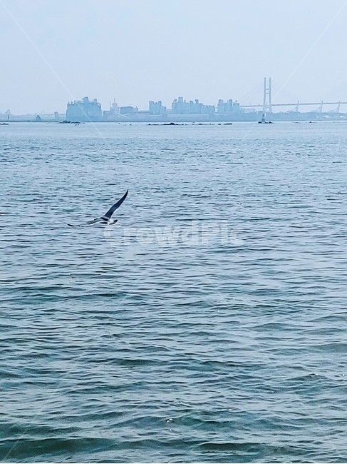 바다,새,물,풍경,자연,동물,bird,animal,갈매기