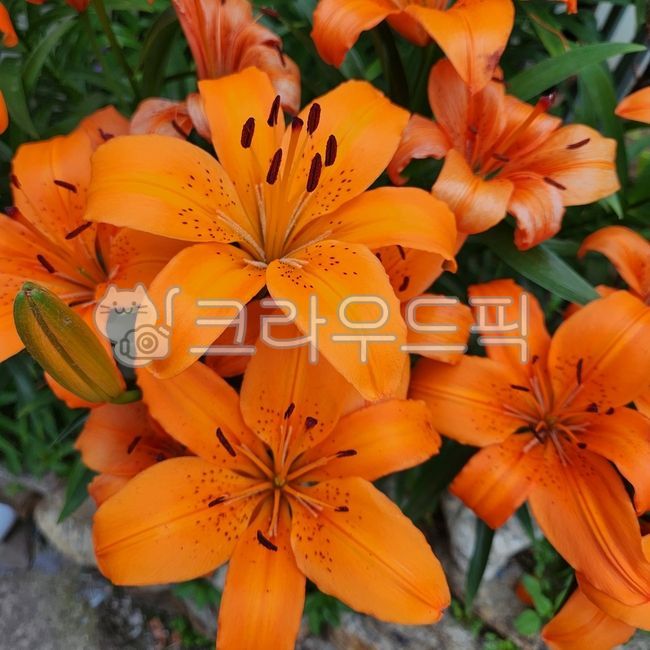 주황백합,불꽃나리,오렌지릴리타이거,하늘나리꽃,flower,lily,백합,꽃