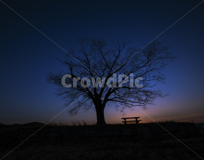 화순,사랑나무,일몰,sunset,lovetree,겨울,계절,winter,season,식물,자연,plants,nature,나무,trees,wood,실루엣,그림자,silhouette,shadow,식물,자연,plants,nature,나무,trees,wood,실루엣,그림자,silhouette,shadow