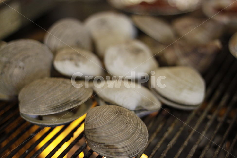 대합,sealife,clam,해양생물,조개,조개구이,수산물,해산물,fishery products,seafood