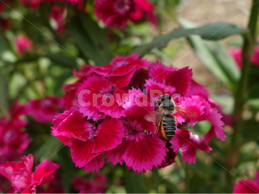 꽃,벌,곤충,자연,풍경,식물,자연,plants,nature,꽃,flower,동물,animal,곤충,벌레,insect,bug