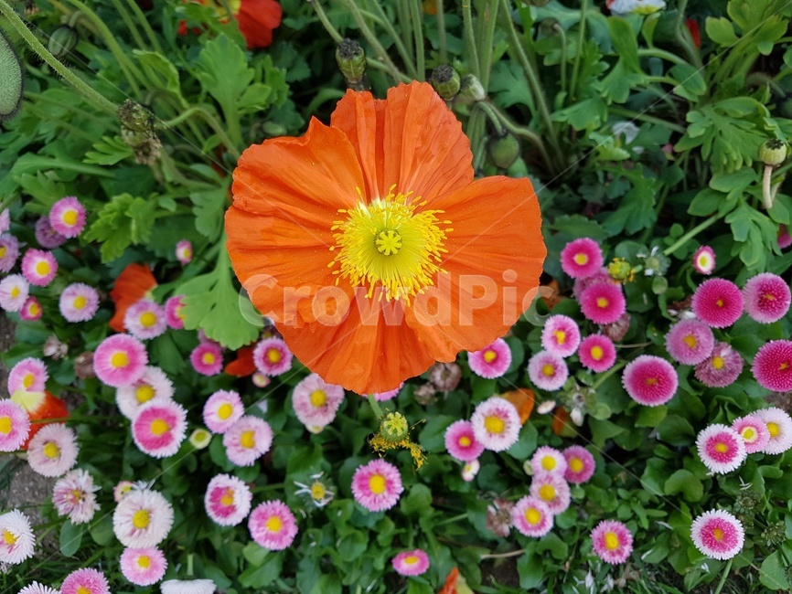 plant,식물,blossom,꽃,flower,여유,힐링,식물,자연,plants,nature,꽃,flower