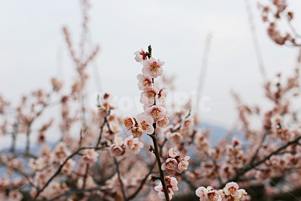 hadong,하동,매화축제,매화,매화꽃,꽃,flower,봄,계절,spring,season,식물,자연,plants,nature,꽃,flower,plant,blossom
