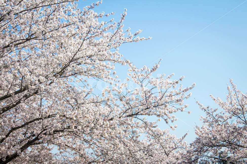 벚꽃,cherryblossom,봄꽃,꽃,flower,봄,spring