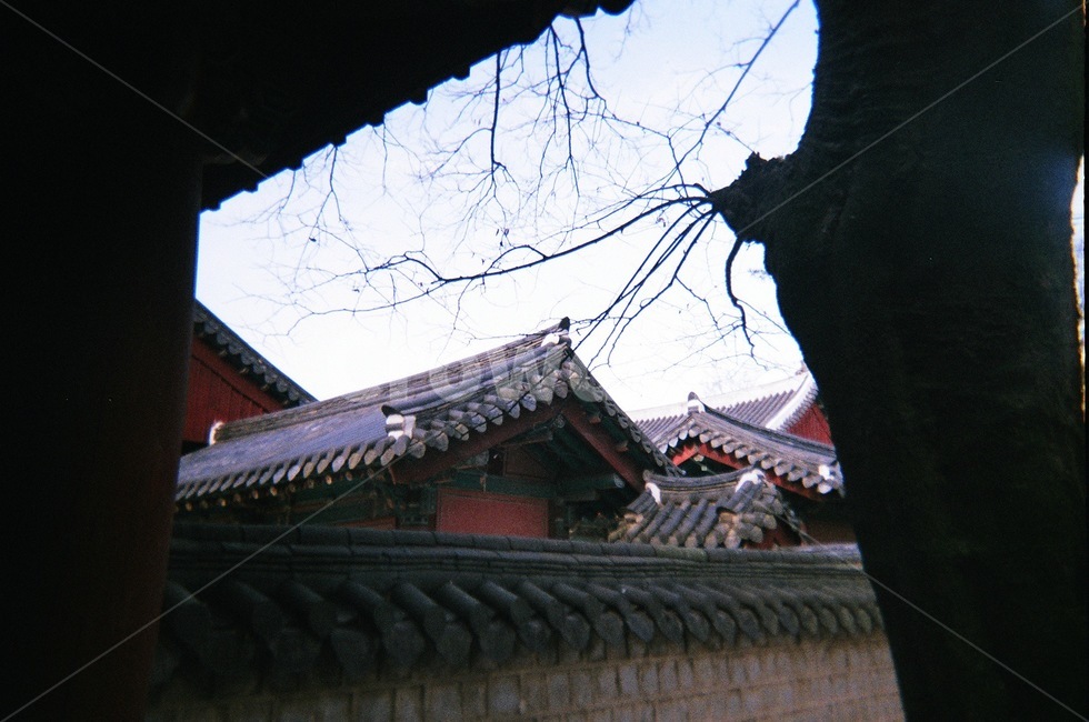 한옥,지붕,나무,집,옛날