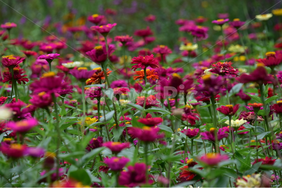 백일홍,백일초,행복,국화과,귀화식물,100일,식물,자연,plants,nature,꽃,flower