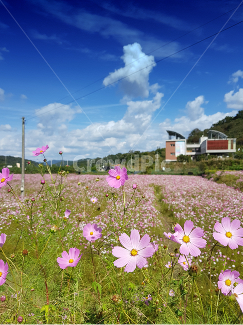 가을,코스모스,축제,꽃,꽃축제,가을하늘,가을,계절,fall,autumn,season,식물,자연,plants,nature,꽃,flower,grassland,목초지,field,들,outdoors,옥외