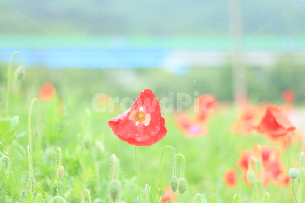 여름,시작,양귀비,위로,꽃,식물,자연,plants,nature,꽃,flower