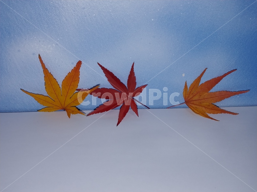 가을,단풍,나뭇잎,단풍잎,낙엽,잎,leaf,식물,나무