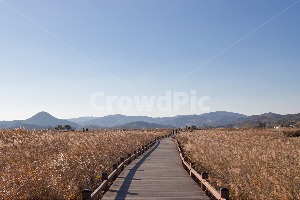 순천만습지,갈대,풍경,가을,한국풍경,순천만,순천,가을,계절,fall,autumn,season,자연,풍경,nature,landscape,boardwalk,산책로,building,건물,bridge,다리